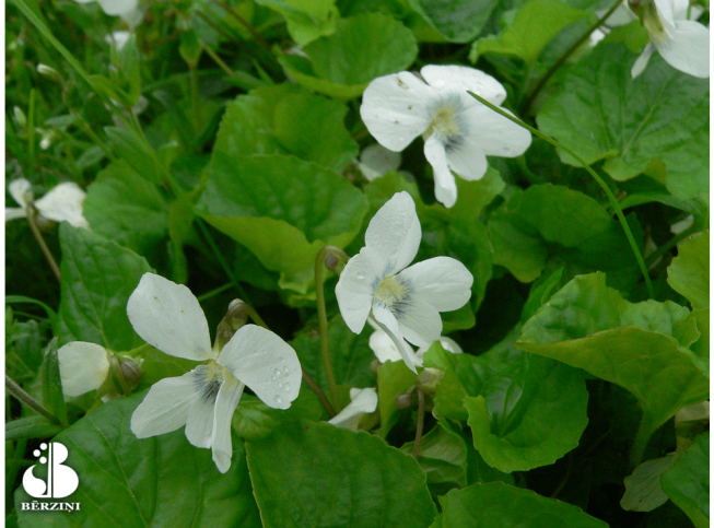 Viola sororia   'Albiflora'